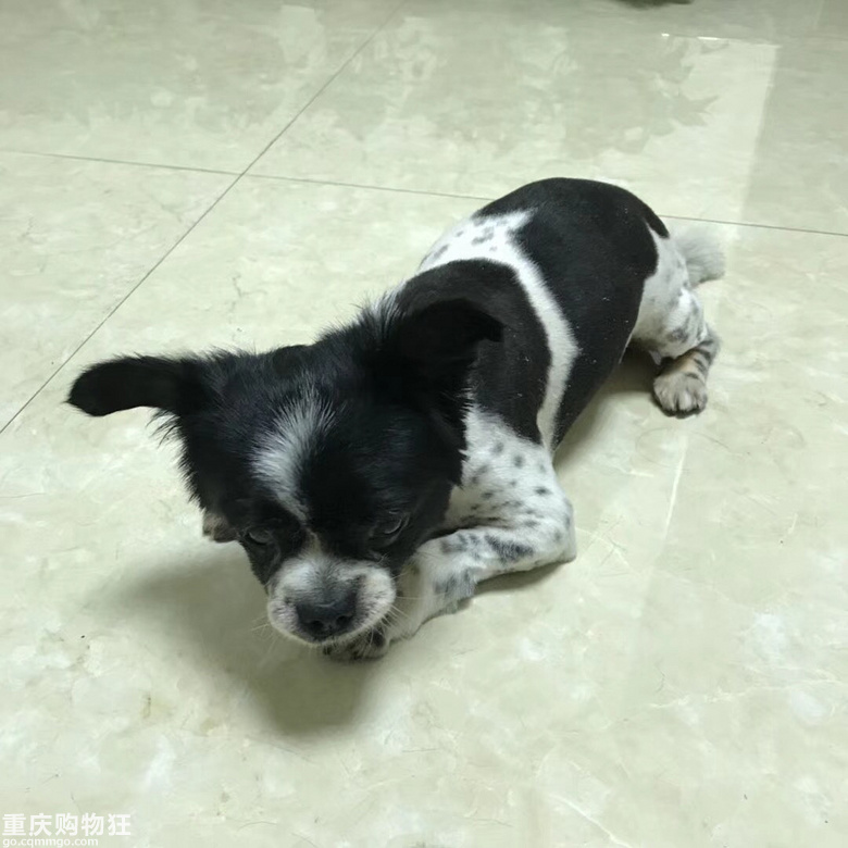 重庆寻狗黑白相间小型犬 领养救助 宠物花草 重庆购物狂