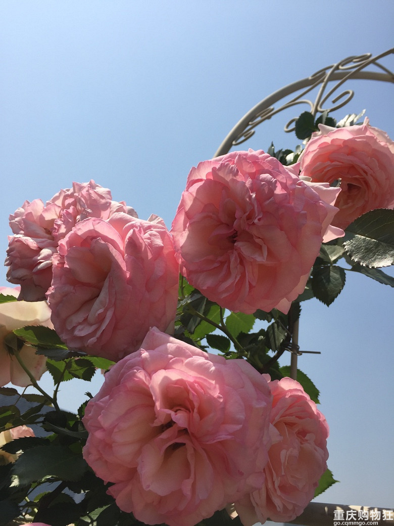 时光漫漫，花草为伴！