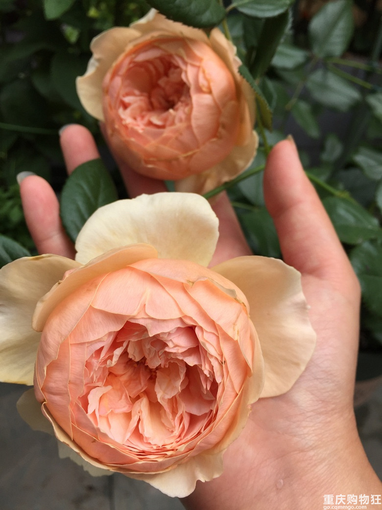 时光漫漫，花草为伴！