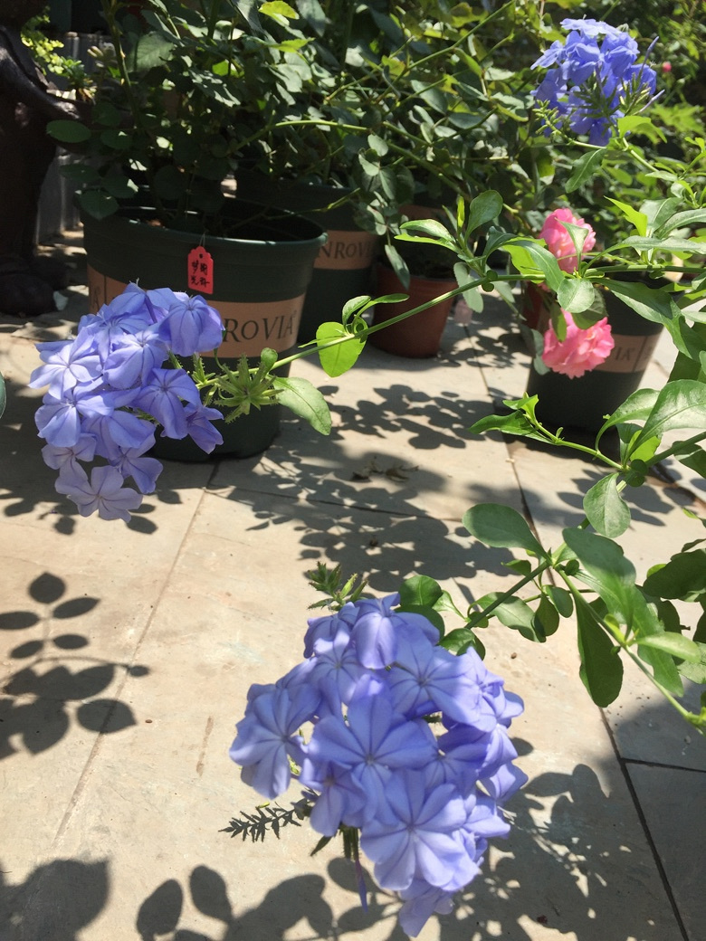 时光漫漫，花草为伴！