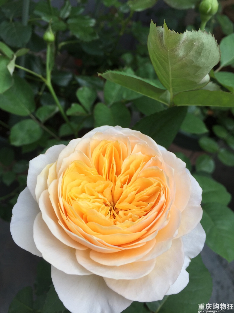 时光漫漫，花草为伴！
