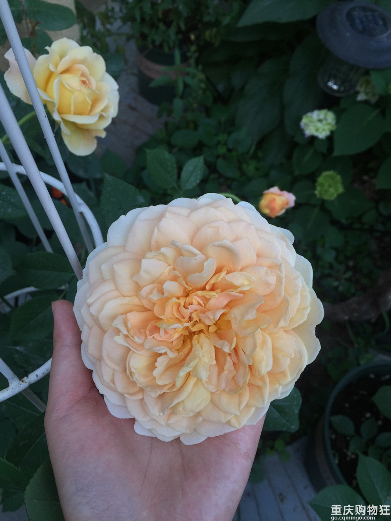 时光漫漫，花草为伴！