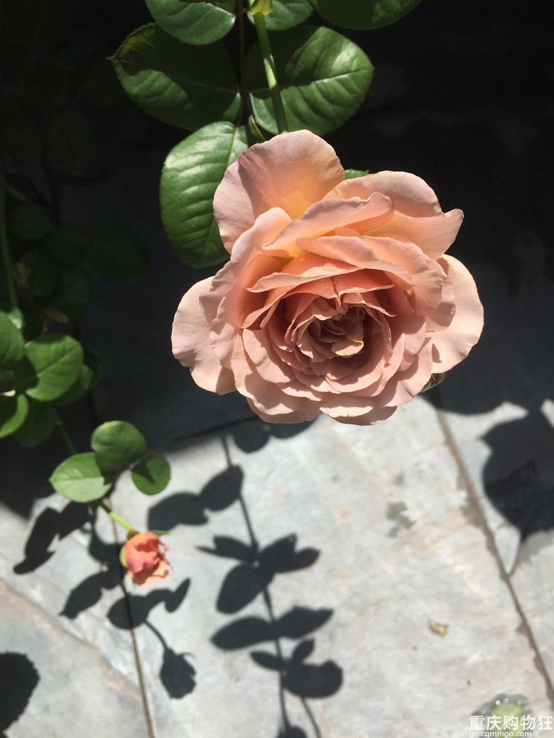 时光漫漫，花草为伴！