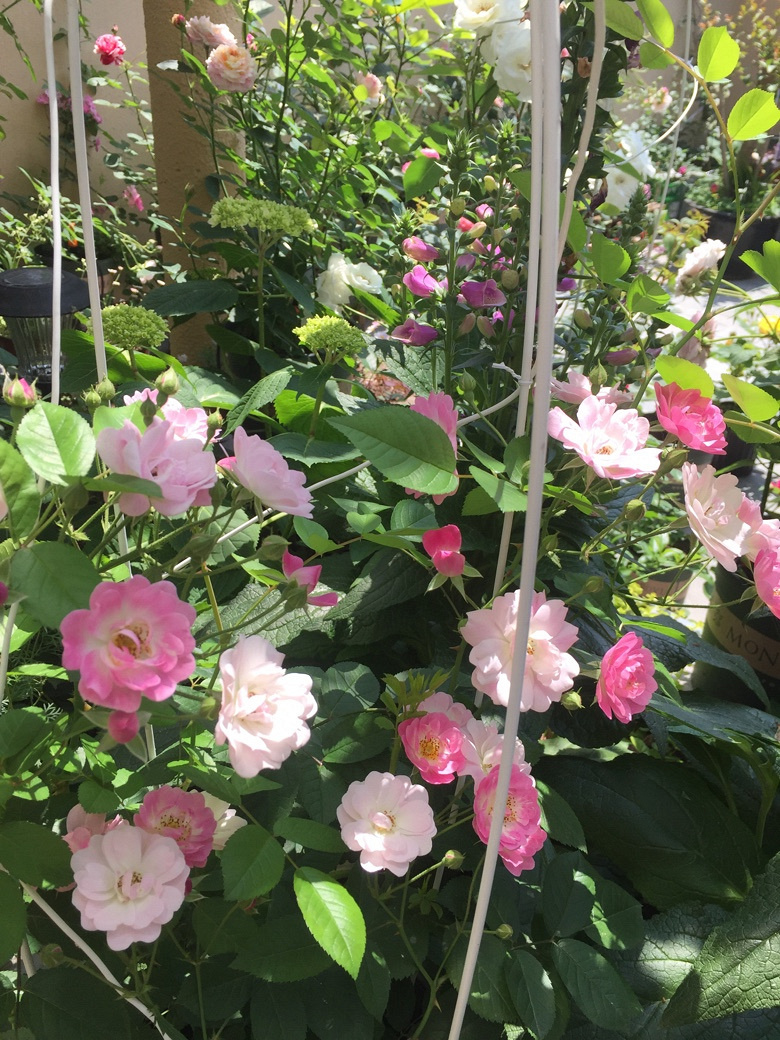时光漫漫，花草为伴！