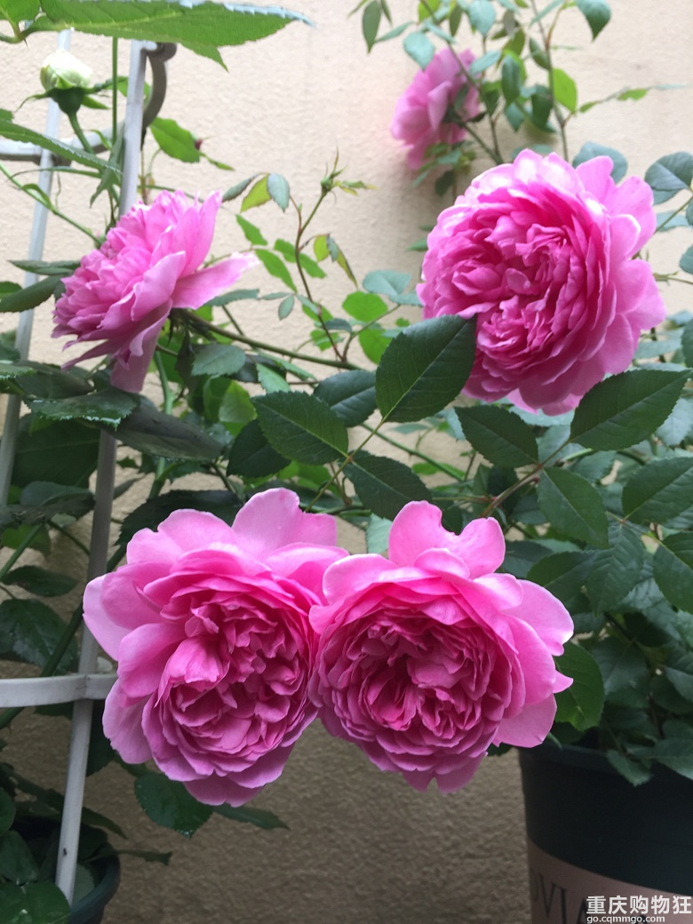 时光漫漫，花草为伴！