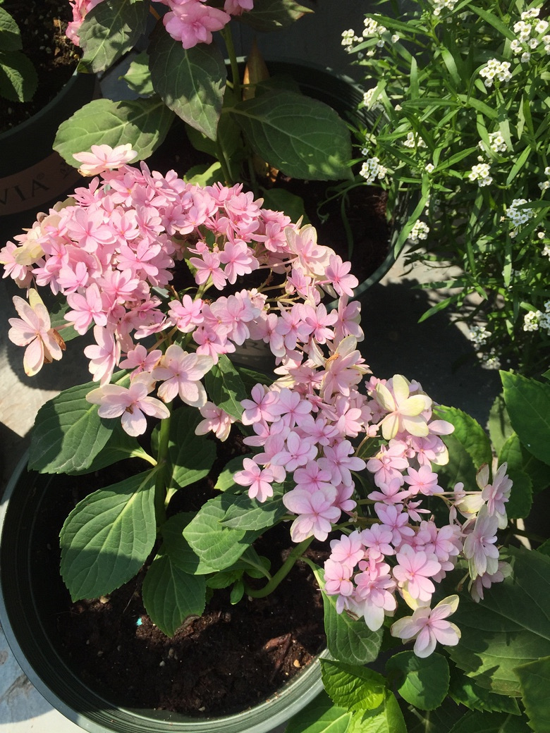 时光漫漫，花草为伴！