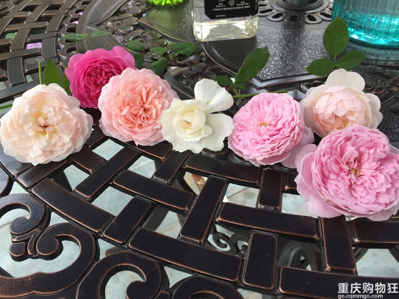 时光漫漫，花草为伴！