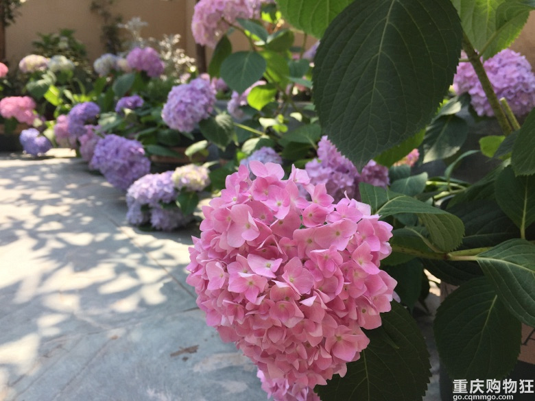 时光漫漫，花草为伴！