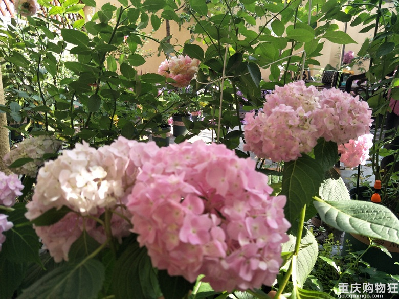 时光漫漫，花草为伴！
