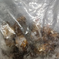 松茸金菇炖鸡