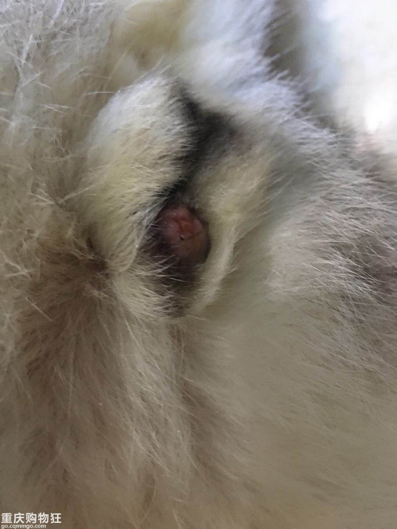 说说这次猫咪尿道结晶的治疗过程 医疗养护 宠物花草 重庆购物狂