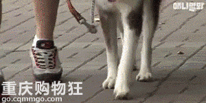 带上哈士奇去相亲，可能是我做过最神奇的事儿……