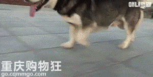 带上哈士奇去相亲，可能是我做过最神奇的事儿……
