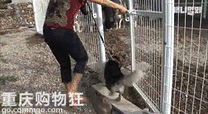 带上哈士奇去相亲，可能是我做过最神奇的事儿……