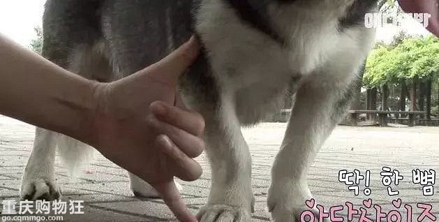 带上哈士奇去相亲，可能是我做过最神奇的事儿……