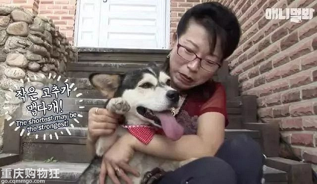带上哈士奇去相亲，可能是我做过最神奇的事儿……