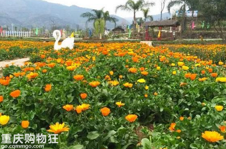 重庆周边赏花的地方有哪些?重庆周边赏花门票和自驾路线