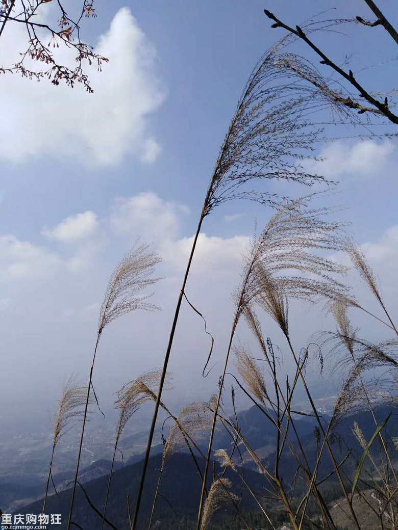 深闺未人识，漫山野樱林-云龟山+2019春游记