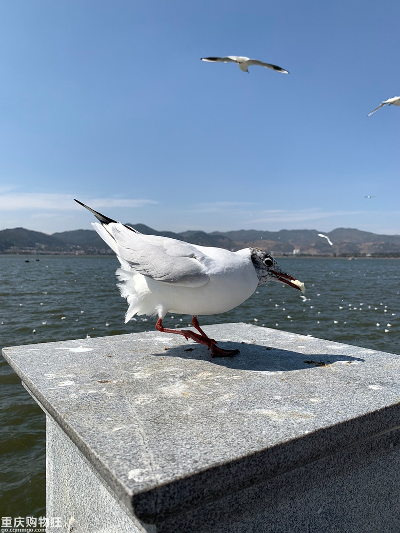 漫游抚仙湖 | 湖畔，海鸥，隐世乡野，春暖花开
