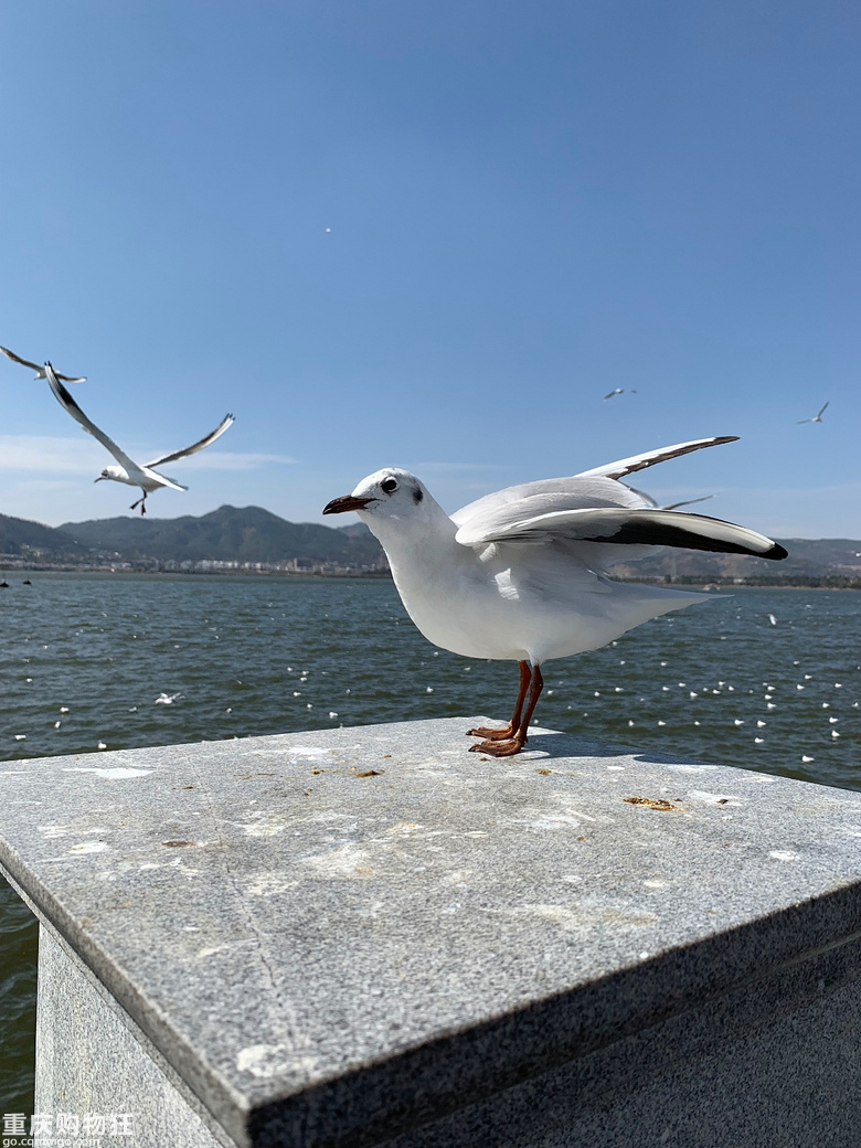 漫游抚仙湖 | 湖畔，海鸥，隐世乡野，春暖花开