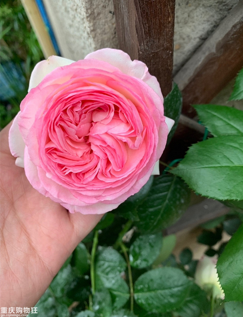 一年之际在于春、喜欢这个季节的阳光+【2019秀阳台大赛】