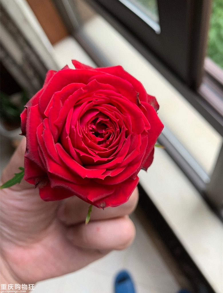 一年之际在于春、喜欢这个季节的阳光+【2019秀阳台大赛】
