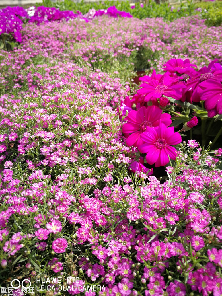 渝北天池百花谷