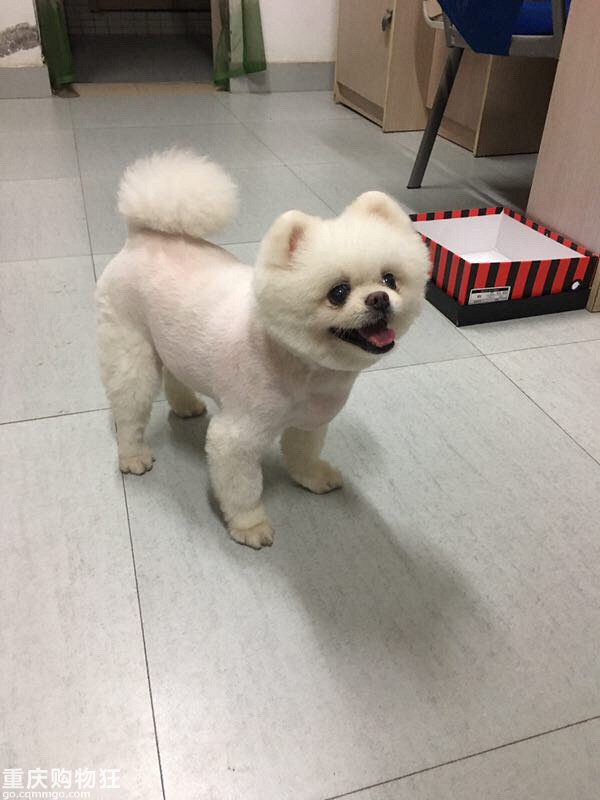 免费领养博美犬 已领养 宠物花草 重庆购物狂