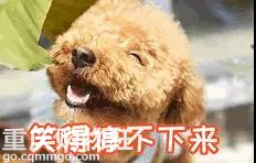 笑屎了！这些狗狗的聊天记录，承包了我一周的笑点！