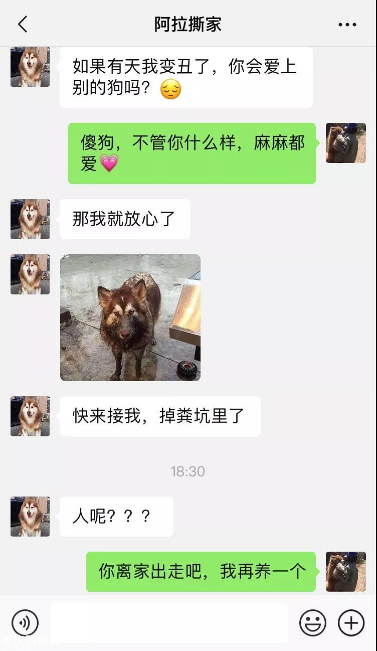 笑屎了！这些狗狗的聊天记录，承包了我一周的笑点！
