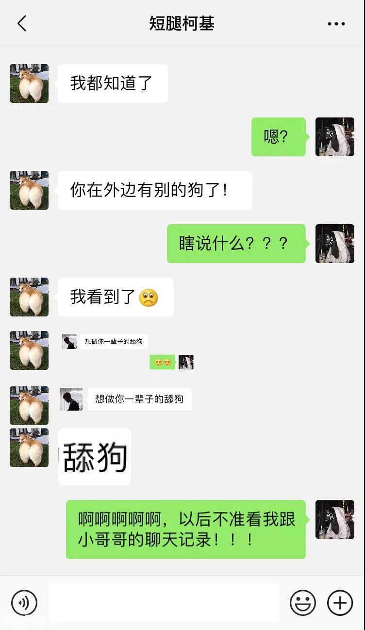 笑屎了！这些狗狗的聊天记录，承包了我一周的笑点！