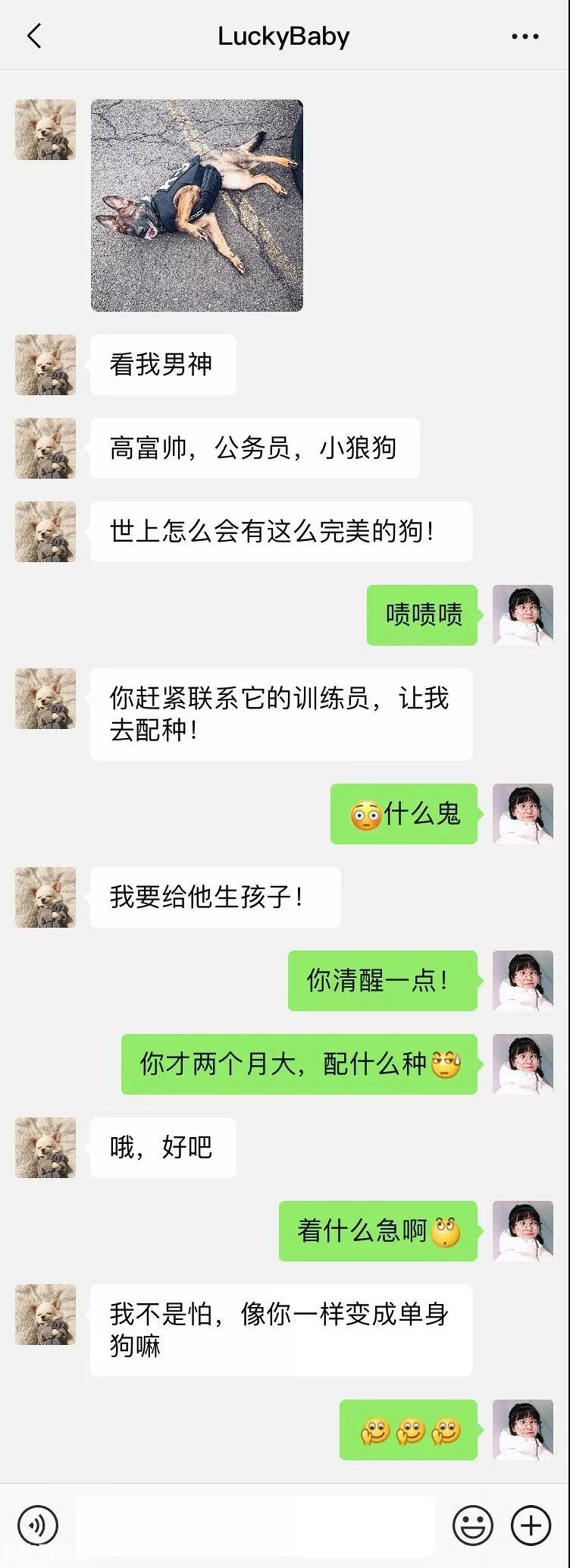 笑屎了！这些狗狗的聊天记录，承包了我一周的笑点！