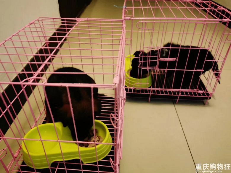 小小土狗，求领养，看家护院忠犬