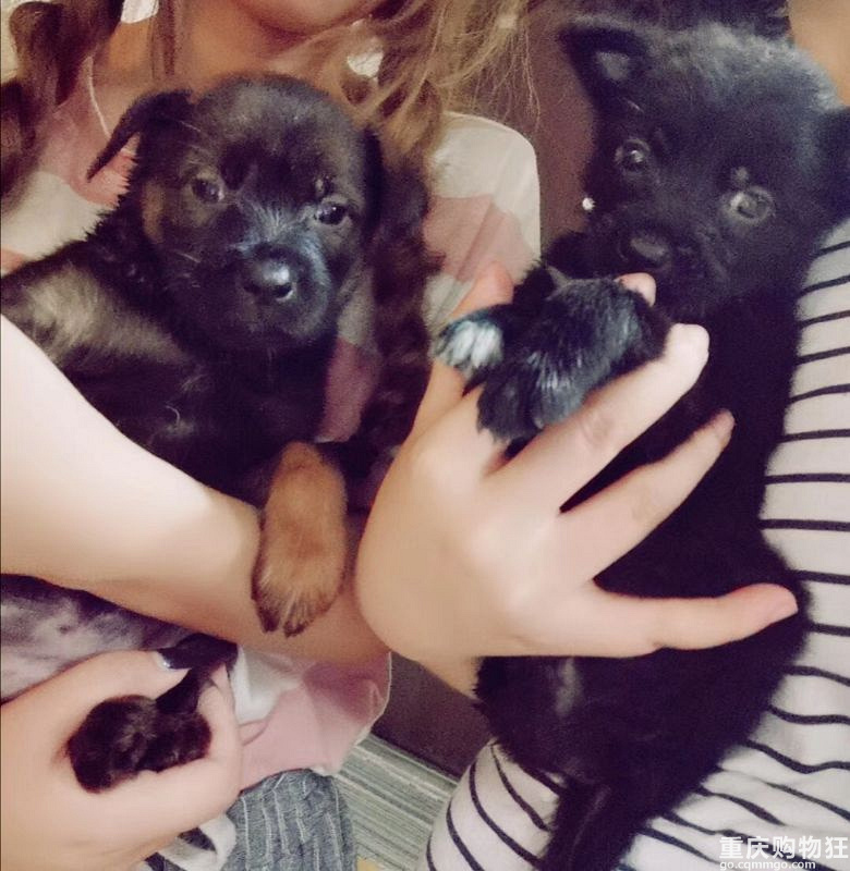 小小土狗，求领养，看家护院忠犬