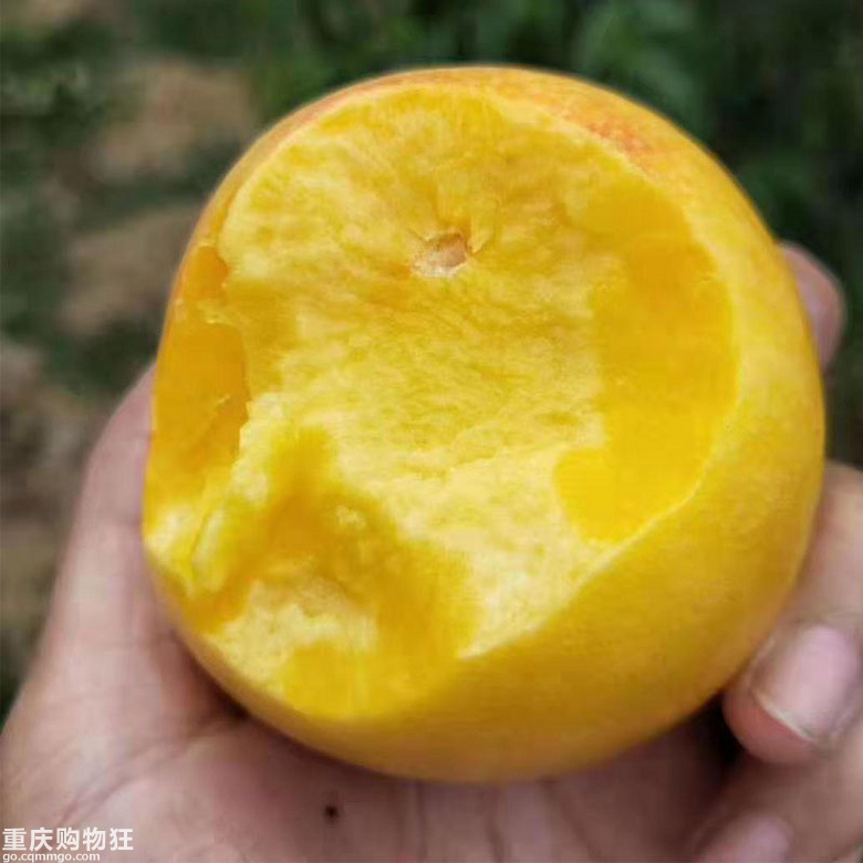 脆甜金皇后黄桃开团+八月团大