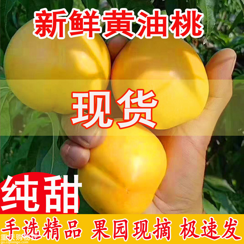 脆甜金皇后黄桃开团+八月团大
