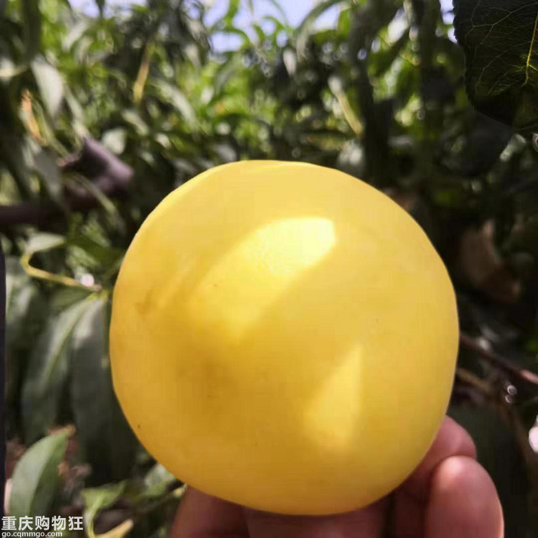 脆甜金皇后黄桃开团+八月团大
