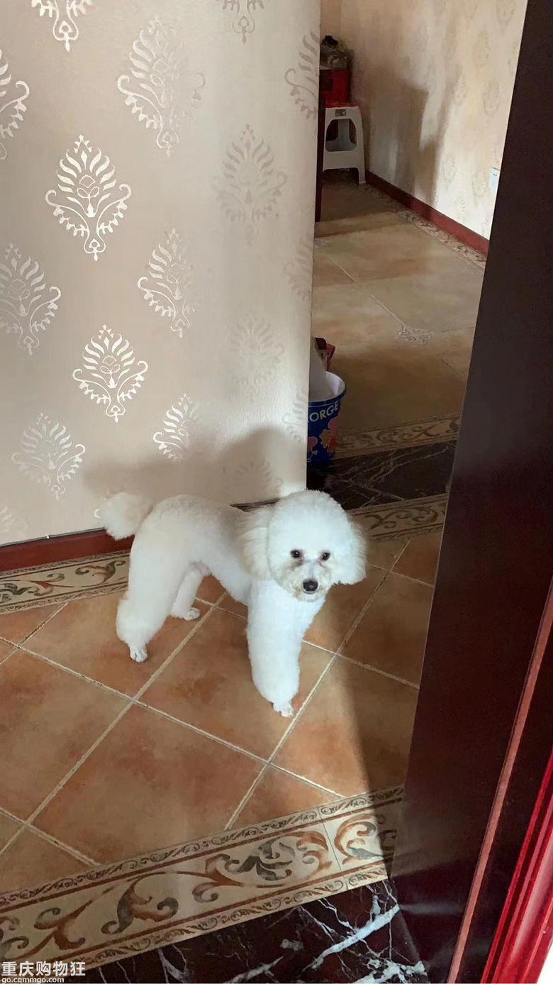 寻狗启示