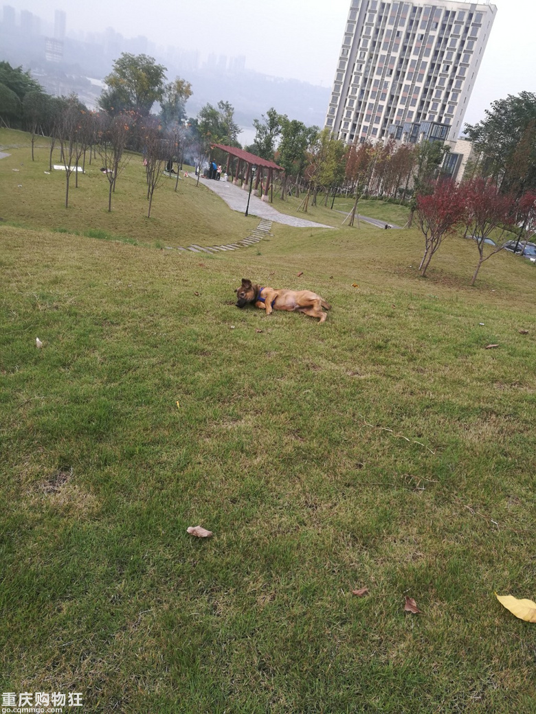 捡到土狗后的生活