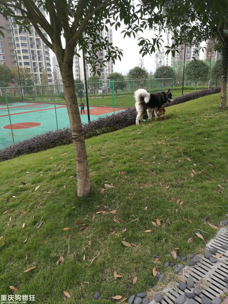 捡到土狗后的生活