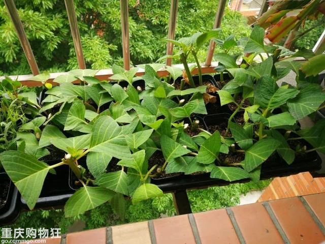 把楼顶打造成小花园，再怎么折腾都值得【2020秀阳台大赛】