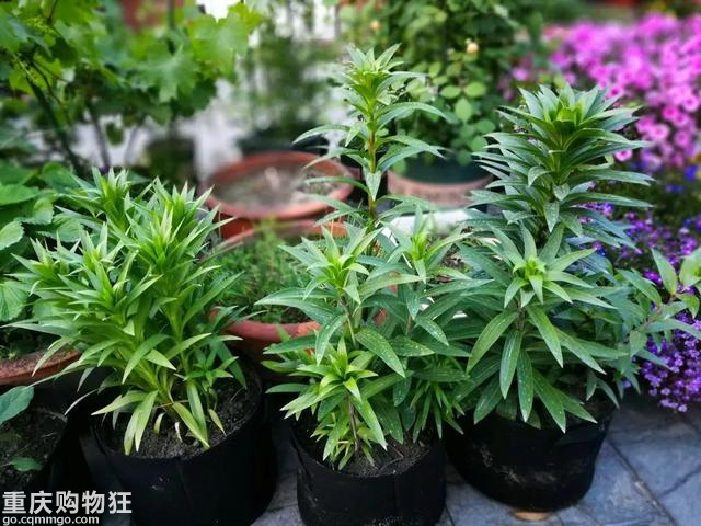把楼顶打造成小花园，再怎么折腾都值得【2020秀阳台大赛】