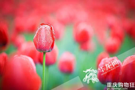 重庆园博园今日开园迎客，入园要提前预约，备好“渝康码”