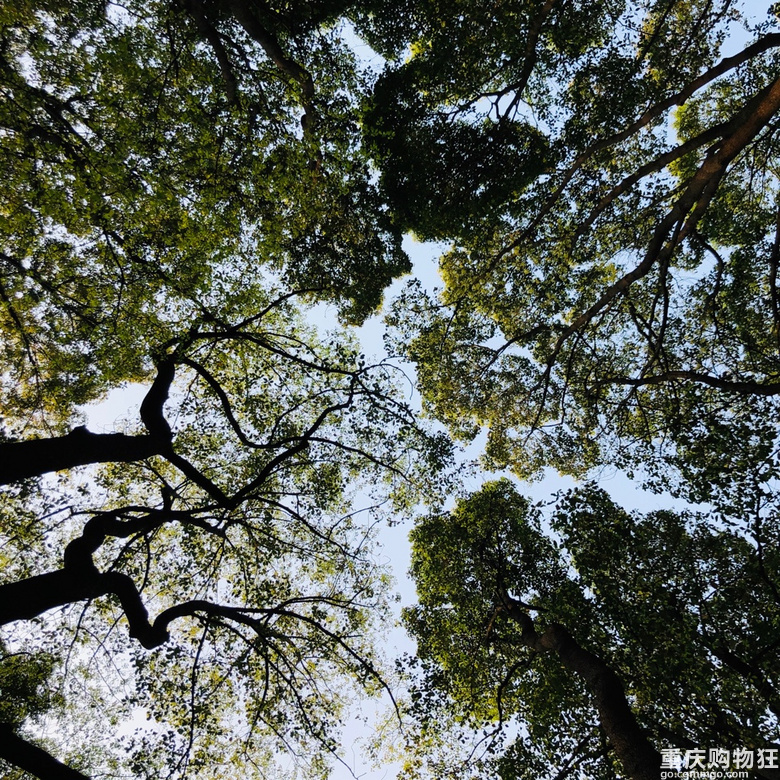 每年春天与黄葛古道有个约会