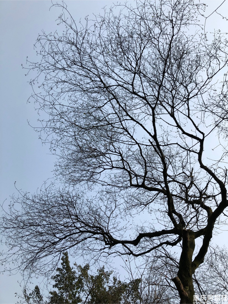 每年春天与黄葛古道有个约会