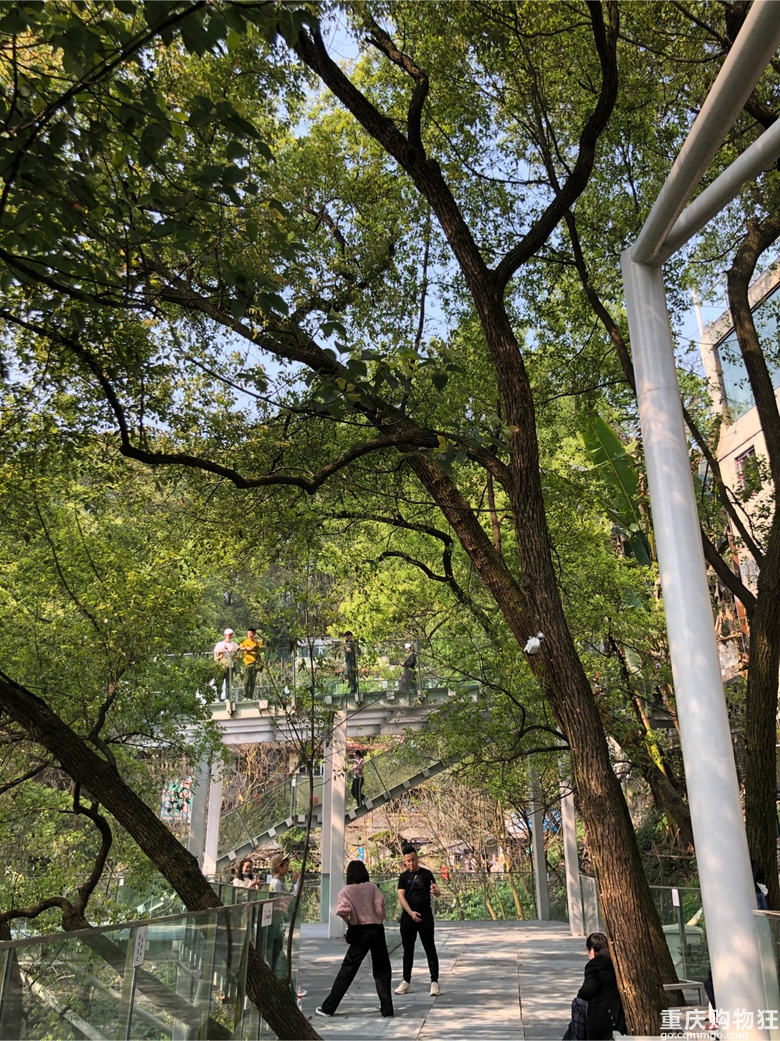 每年春天与黄葛古道有个约会