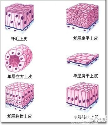 重大疾病之最低敌人-恶性肿瘤