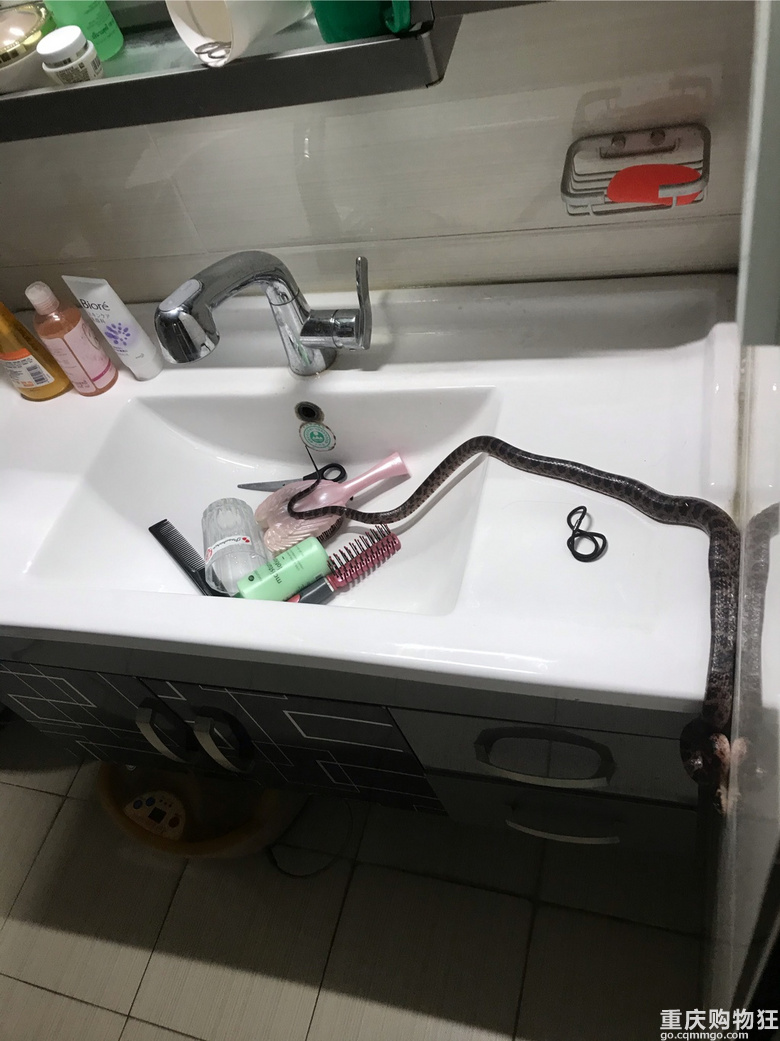 夜半惊魂!家里进蛇