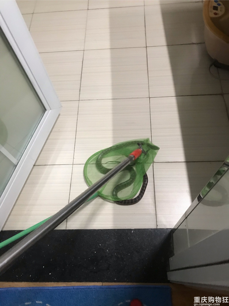 夜半惊魂!家里进蛇
