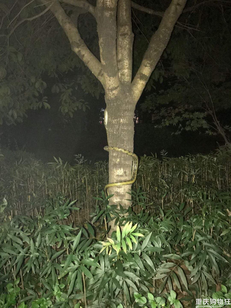 融汇半岛惊现小青，低楼层的都想做纱窗了